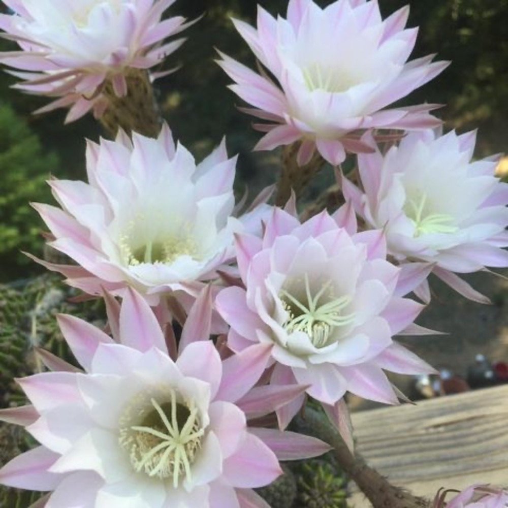 Meet your Posher, Lorie